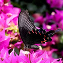 Yunnan Peacock