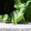 Plumed Basilisk