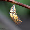Chrysalis