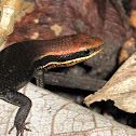 Skink