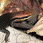 Skink