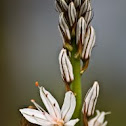 Branched asphodel