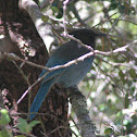 Stellar jay