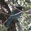 Stellar jay