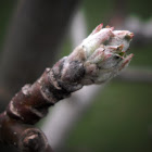 Apple buds