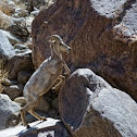 Borrego Bighorn sheep