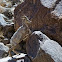 Borrego Bighorn sheep