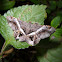Geometer Moth
