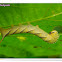 Hawk Moth Caterpillar