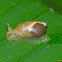 Land Snail