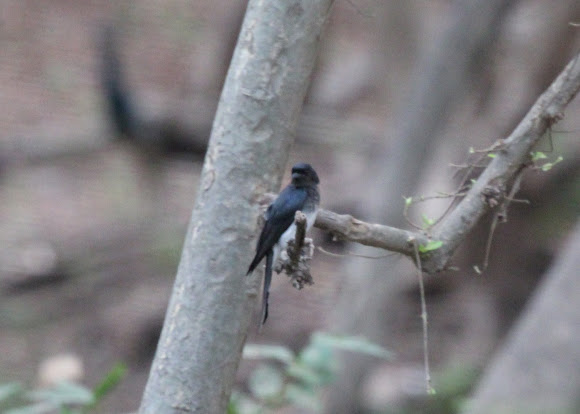 Spotting Image 1