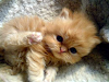 Gatitos Persas Super Natos