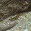 Clown Wrasse