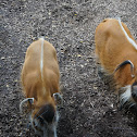 Red River Hog
