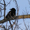 Crow