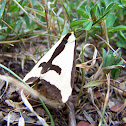 Clymene Moth