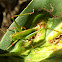 Katydid nymph