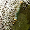 Caterpillar