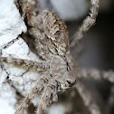 Whitebanded Fishing Spider