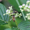 Honey Bee and Fly