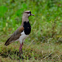 Southern Lapwing