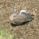 Mourning Dove