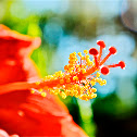 Hibiscus