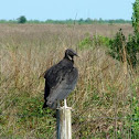 Black Vulture