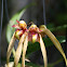 Orchid