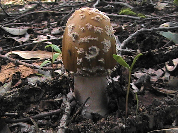 Spotting Image 1