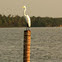 Yellow-billed Egret