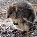 Quokka