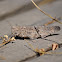 Carolina Grasshopper