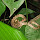 Reptiles and Amphibians of Costa Rica