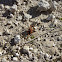 Harvestman (European)