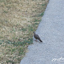 Red-collared Dove