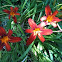 Lily