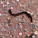 Earthworm