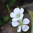 Wild White Geranium