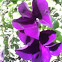 Petunia