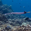Chinese Trumpetfish, Pacific Trumpetfish