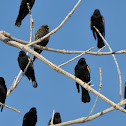Red-Winged Blackbird