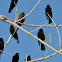 Red-Winged Blackbird