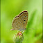 Dark Grass Blue