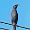 Blue Rock Thrush