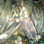 Cyathus olla