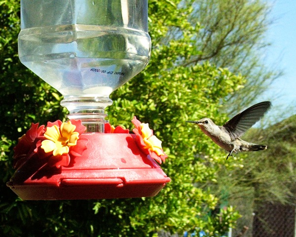 [hummingbird2[3].jpg]