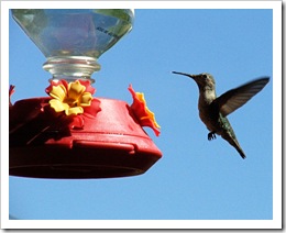 hummingbird3