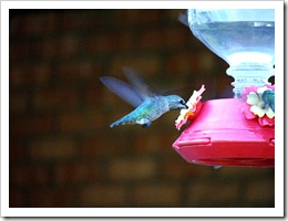 hummingbird4