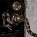 Texas Rat Snake
